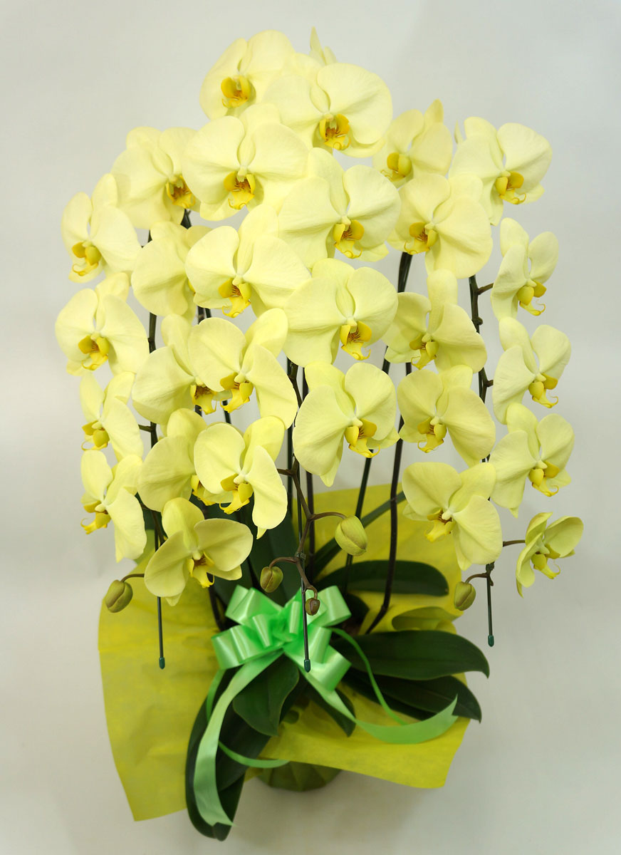 胡蝶蘭大輪　アポロン　3本立ち