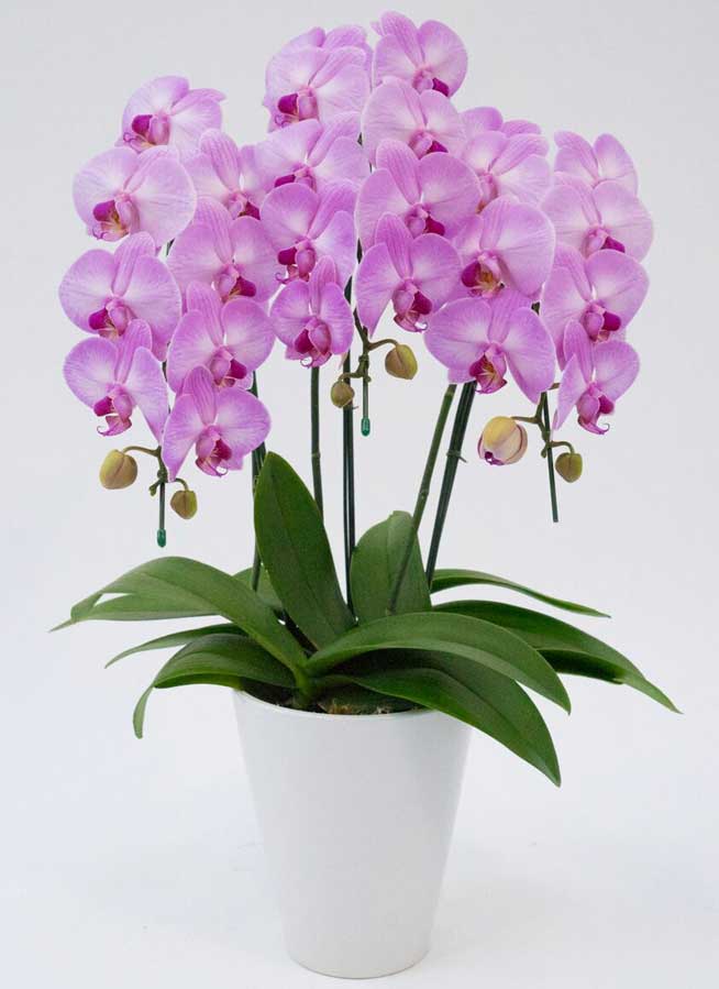 中大輪胡蝶蘭アップルキャンディ3本立ち