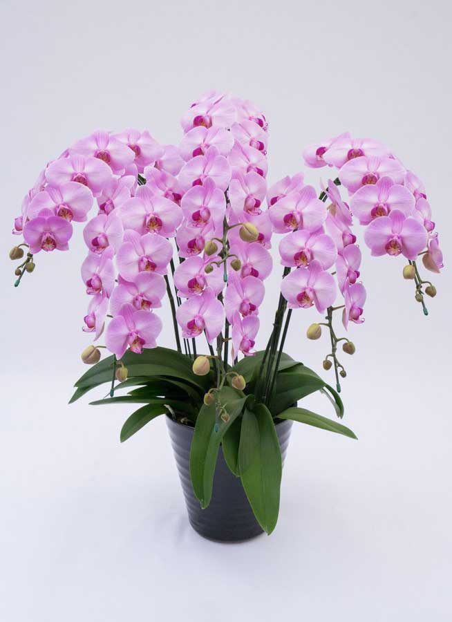 中大輪胡蝶蘭アップルキャンディ6本立ち