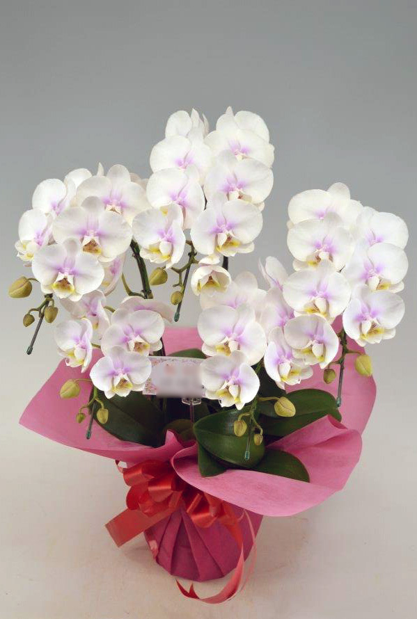 ミディ胡蝶蘭ファーストラブ5本立ち以上