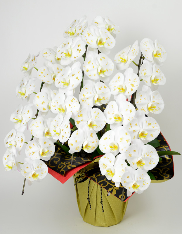 金箔の胡蝶蘭　白大輪　３本立ち 30輪以上