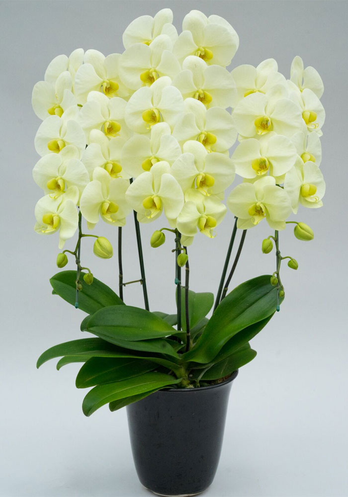 胡蝶蘭大輪　グリーンアース　3本立ち