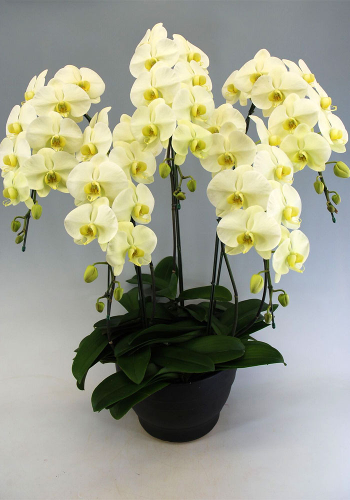 胡蝶蘭大輪　グリーンアース　5本立ち