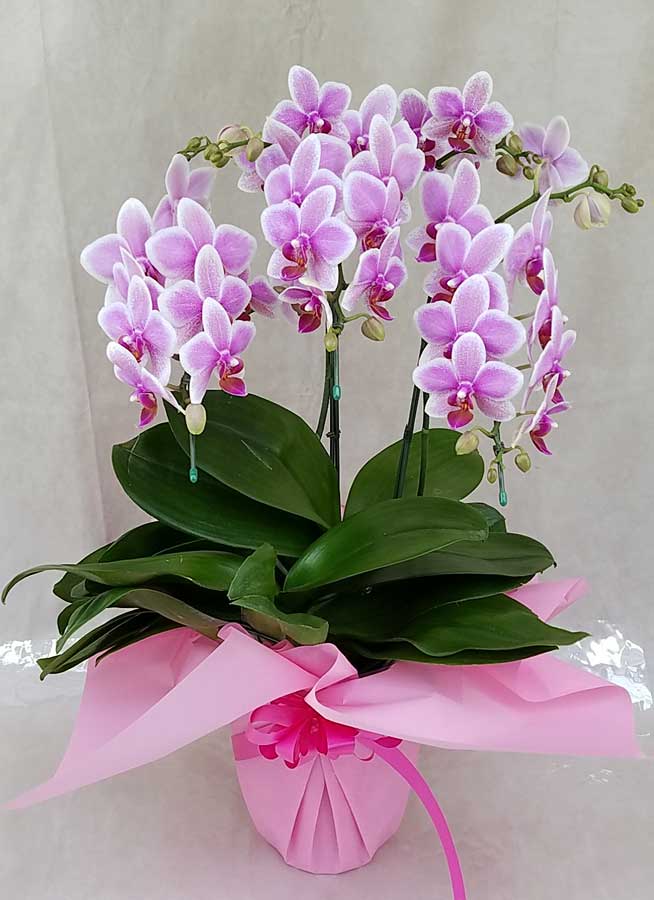 ミディ胡蝶蘭ハワイアンマーメイド3本立以上