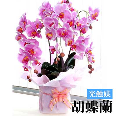 光触媒(造花)の胡蝶蘭3本立ちピンク