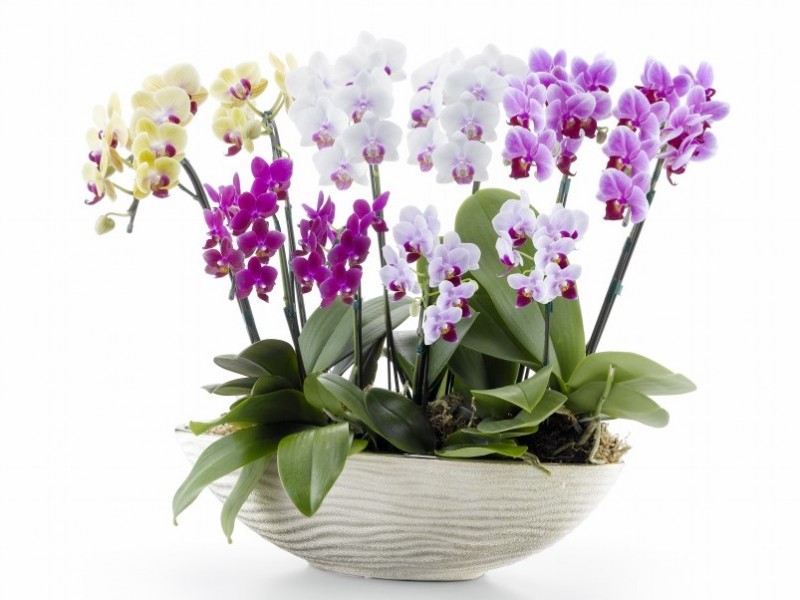 ミニ胡蝶蘭 カララ 寄せ植え　10本立ち