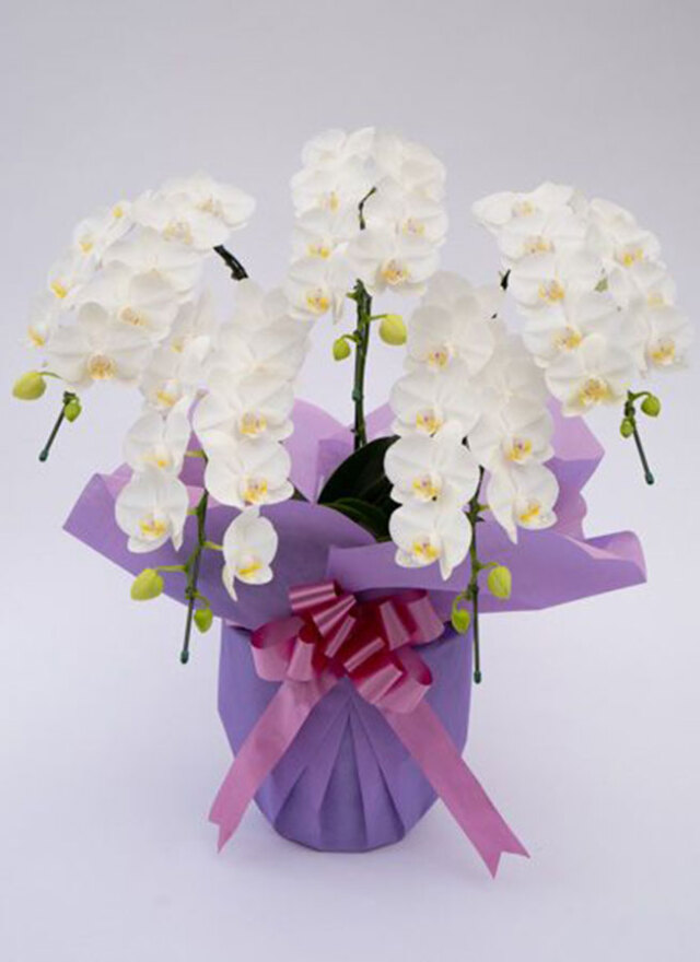 ミディ胡蝶蘭アマビリス5本立ち以上