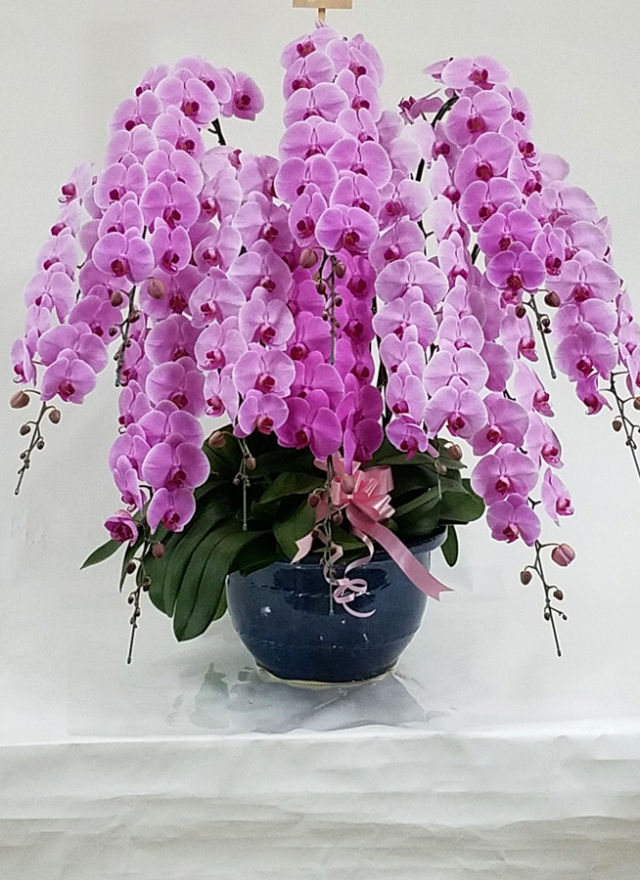 【地域限定】胡蝶蘭大輪10本立ちピンク