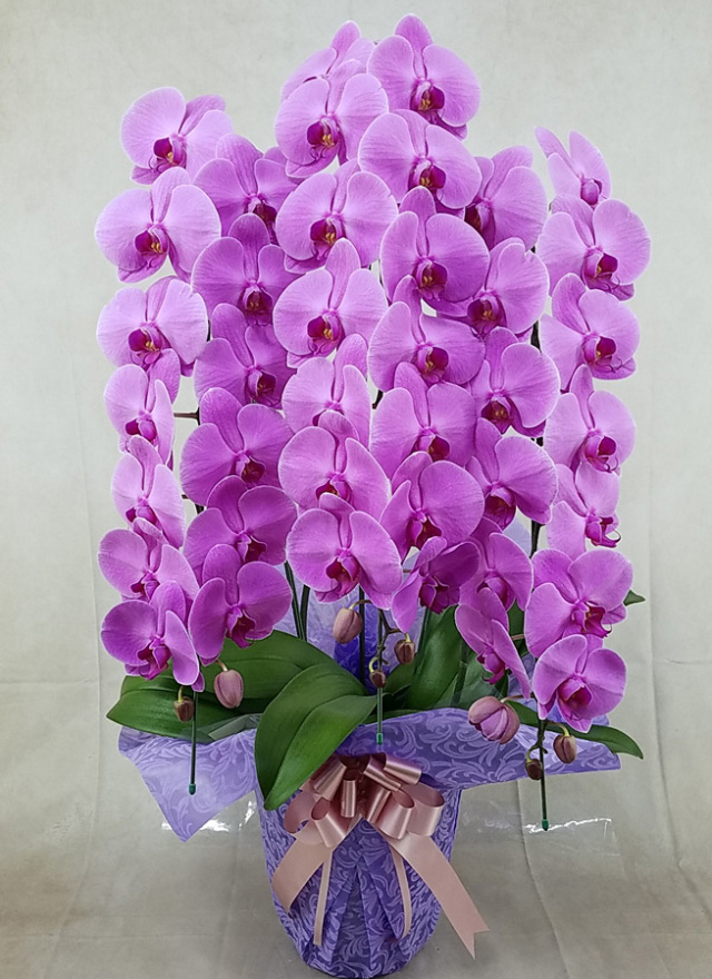 胡蝶蘭大輪3本立ちデラックス　ピンク