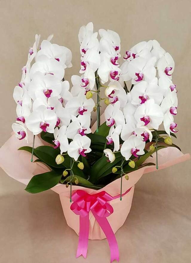 胡蝶蘭大輪5本立ち　赤リップ