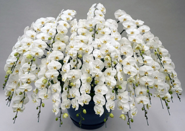 【東京23区限定】胡蝶蘭大輪30本立ち　白