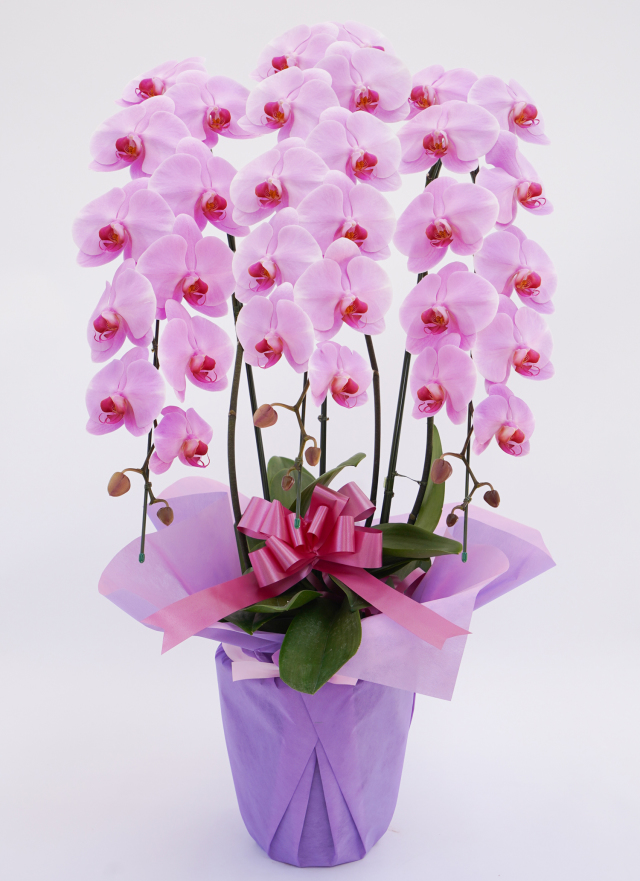 胡蝶蘭大輪3本立ちピンク