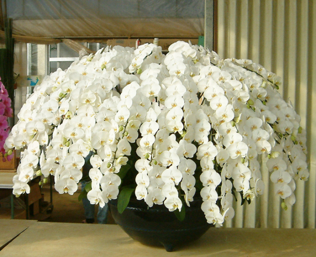【東京23区限定】胡蝶蘭大輪50本立ち　白