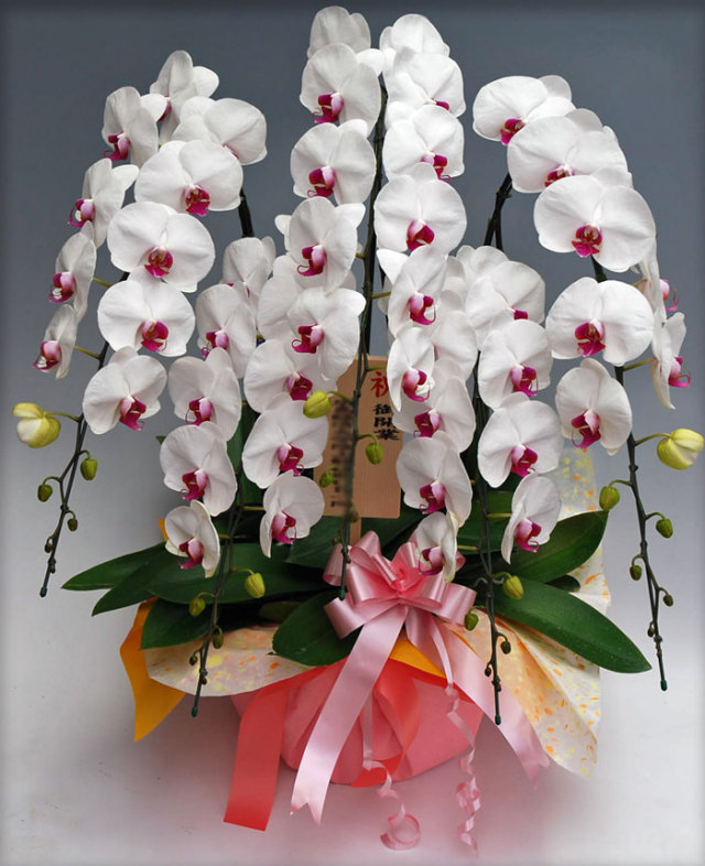 胡蝶蘭大輪5本立ちデラックス　赤リップ