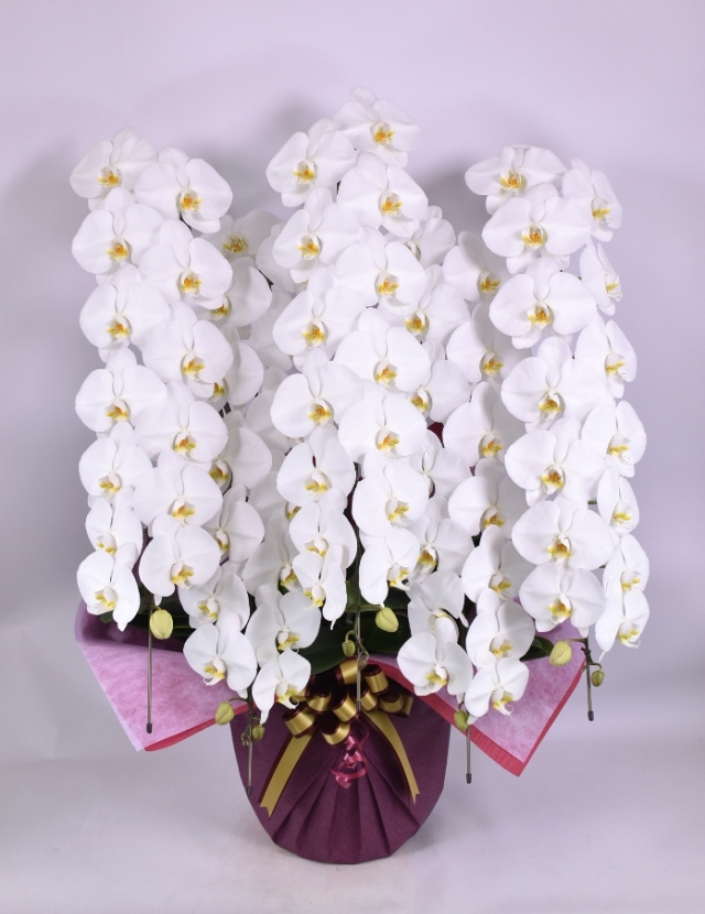 胡蝶蘭大輪5本立ちスペシャル　白