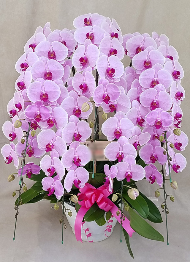 胡蝶蘭 大輪 7本立ち ピンク （リボンのみ）