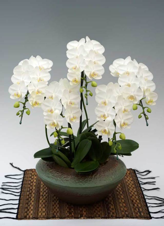 ミディ胡蝶蘭アマビリス　5本立　(まどか)　【ラッピング・（木札・紙札）不可】