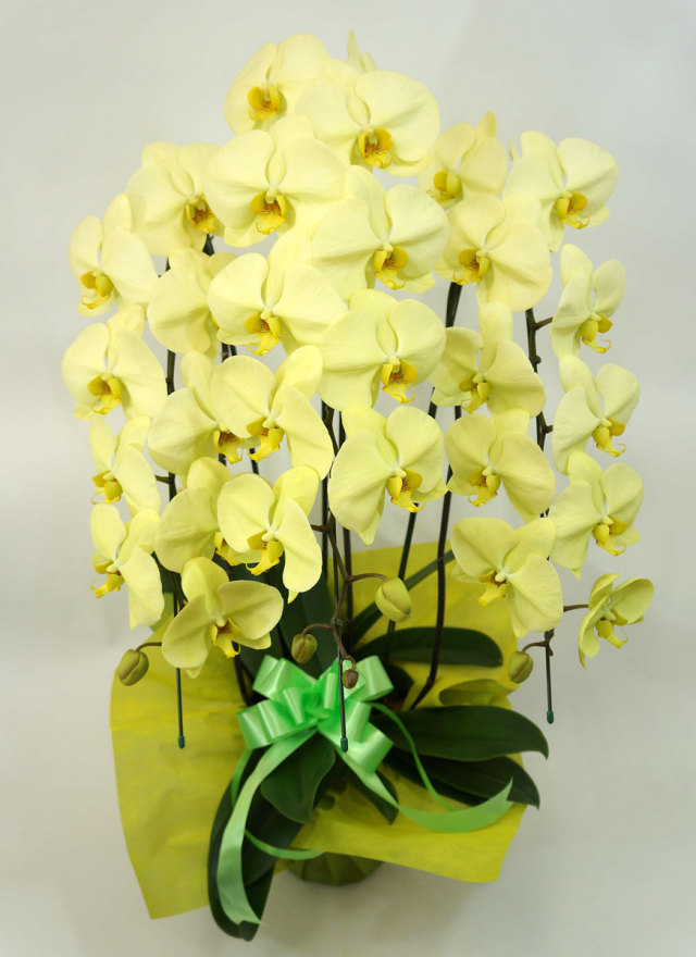 胡蝶蘭大輪　アポロン　3本立ち