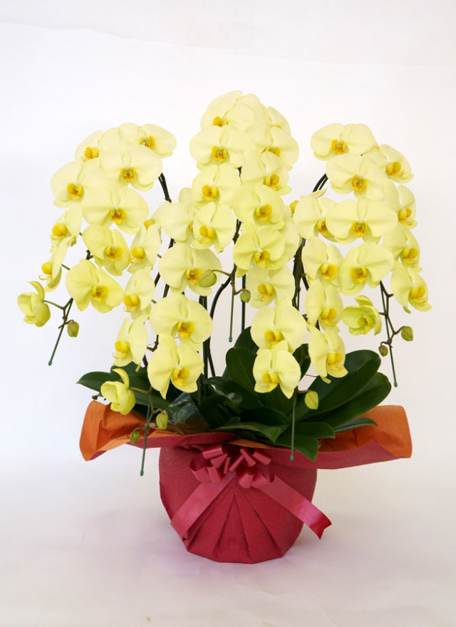 胡蝶蘭大輪　アポロン　5本立ち