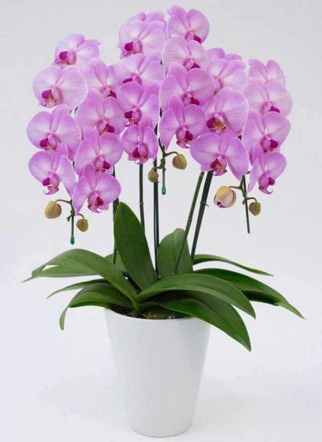 中大輪胡蝶蘭アップルキャンディ3本立ち