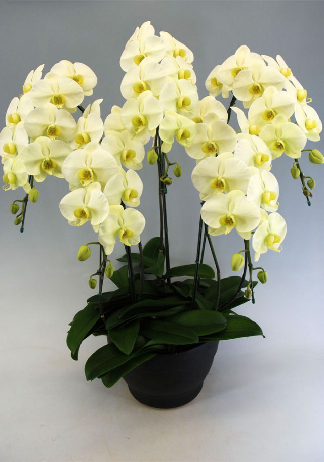 胡蝶蘭大輪　グリーンアース　5本立ち