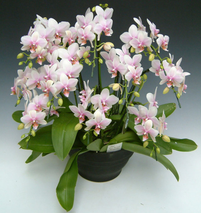 ミディ胡蝶蘭ハルガスミ8本立ち以上