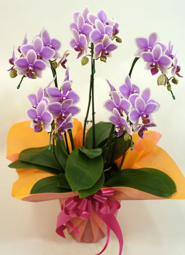 ミディ胡蝶蘭ハワイアンマーメイド5本立以上