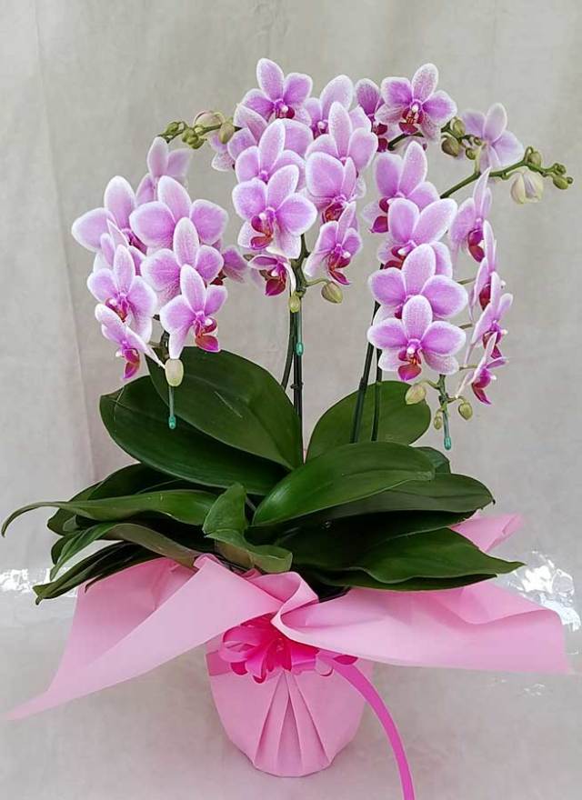 ミディ胡蝶蘭ハワイアンマーメイド3本立以上