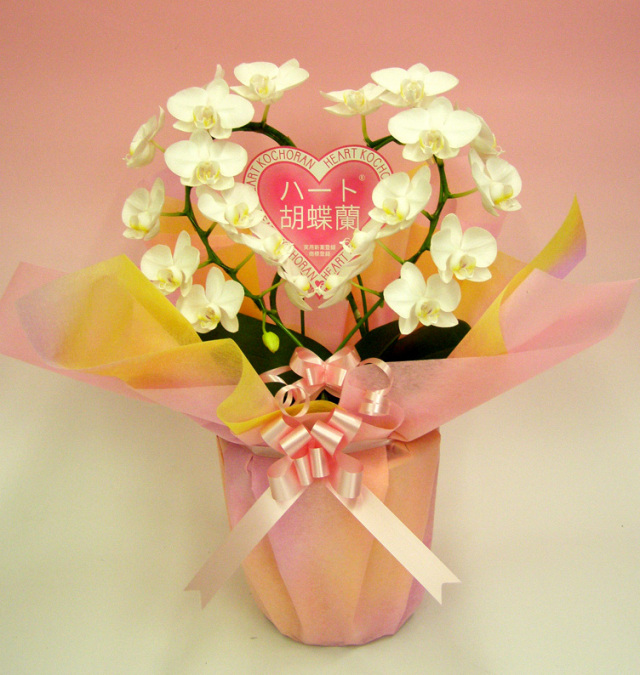 【スズキ蘭園】ハート胡蝶蘭　ミディ 白