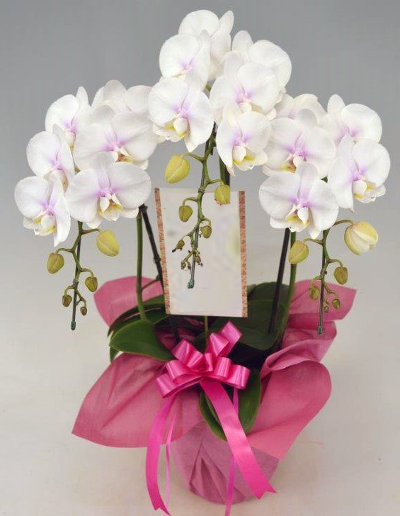 ミディ胡蝶蘭ファーストラブ