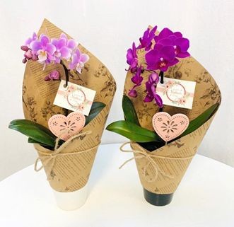 マイクロ胡蝶蘭　リトルブーケ 1本立ち