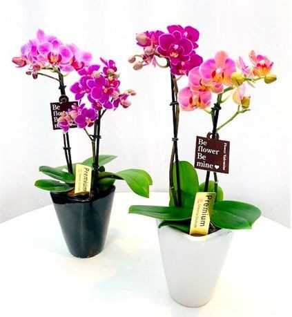 マイクロ胡蝶蘭 MIX 2本立ち