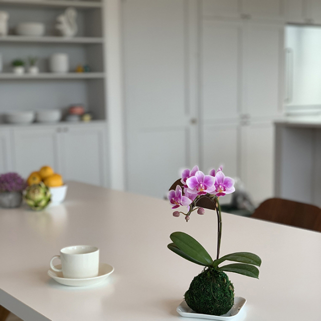 苔玉　マイクロ胡蝶蘭　1本立ち