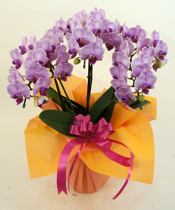 ミディ胡蝶蘭リトルビビアン3本立