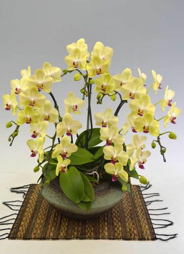 ミディ胡蝶蘭黄色　5本立　(まどか)　【ラッピング・（木札・紙札）不可】