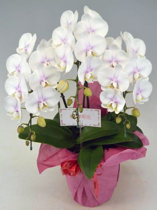 ミディ胡蝶蘭ファーストラブ