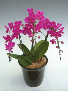 ミディ胡蝶蘭満天紅