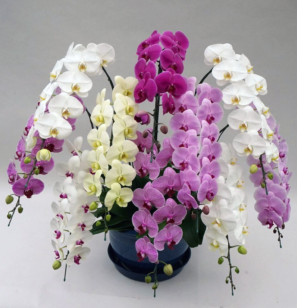 【東京23区限定】胡蝶蘭大輪ミックス　10本立ち