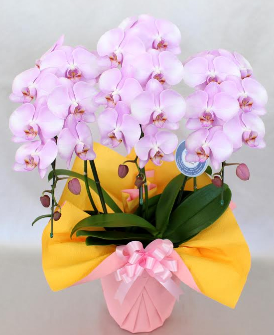 【大沢洋蘭園】中大輪胡蝶蘭ラブピーチ3本立ち