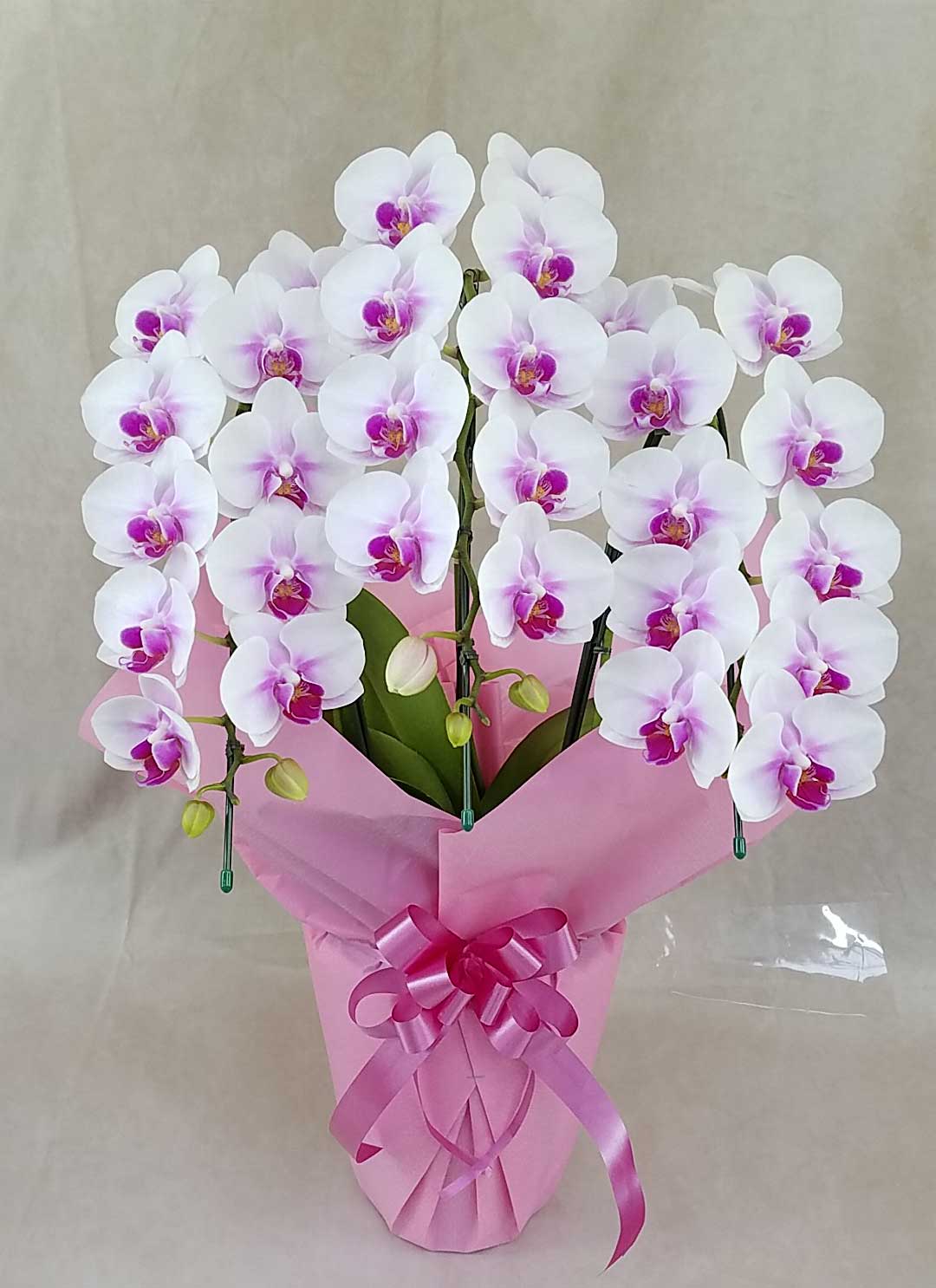 ミディ胡蝶蘭ロイヤルミント3本立ち