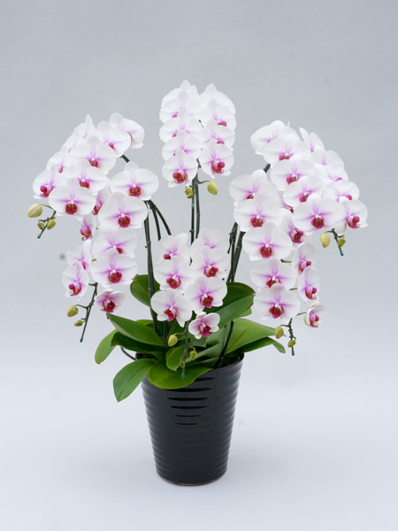 中大輪胡蝶蘭さくらひめ6本立ち