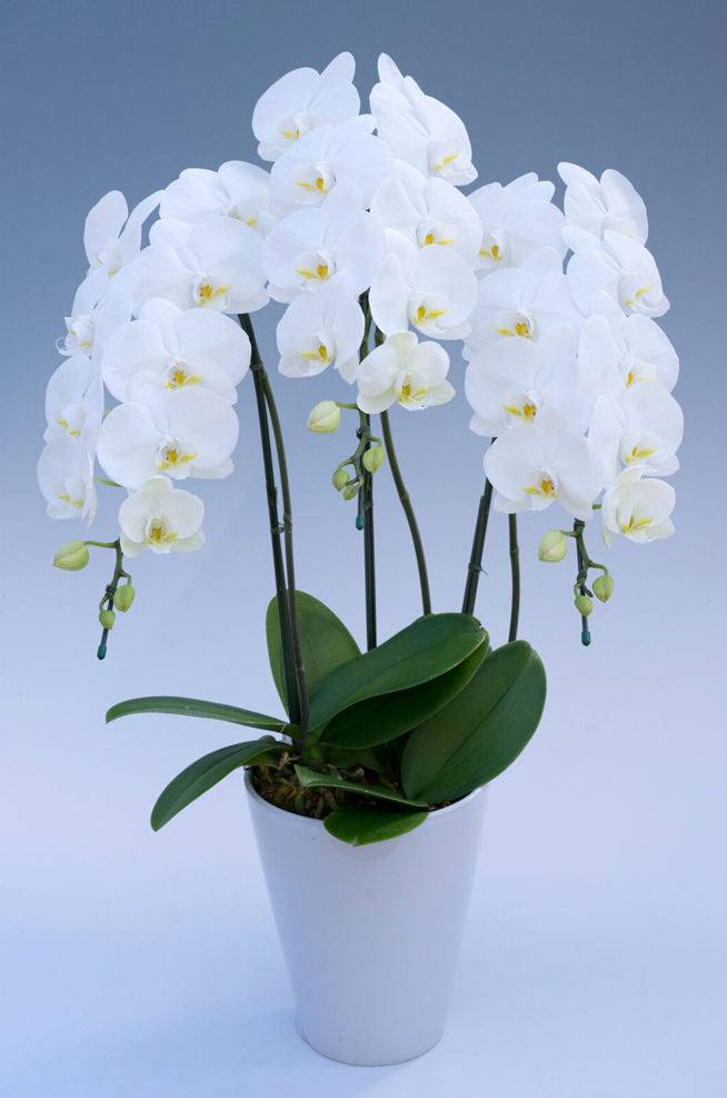 中大輪胡蝶蘭ダイヤモンドスター3本立ち