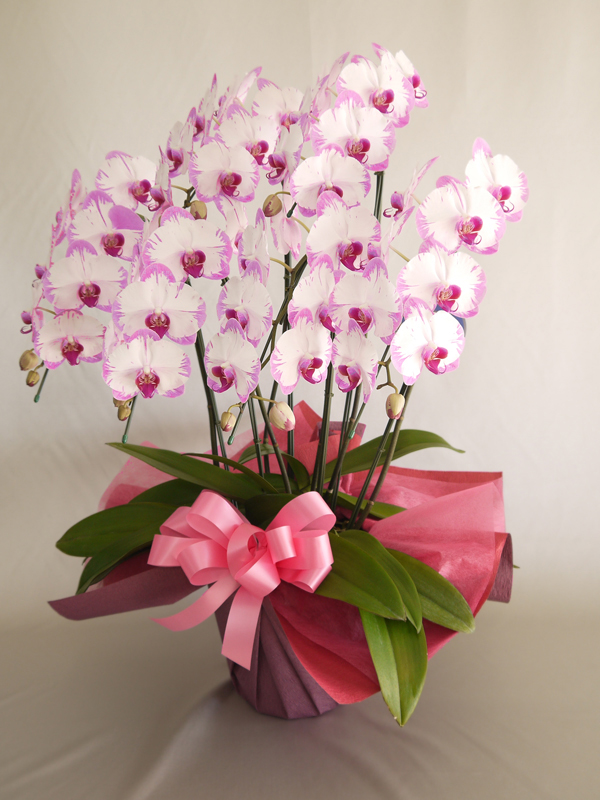 【大沢洋蘭園】ミディ胡蝶蘭スイーティ5～6本立ち