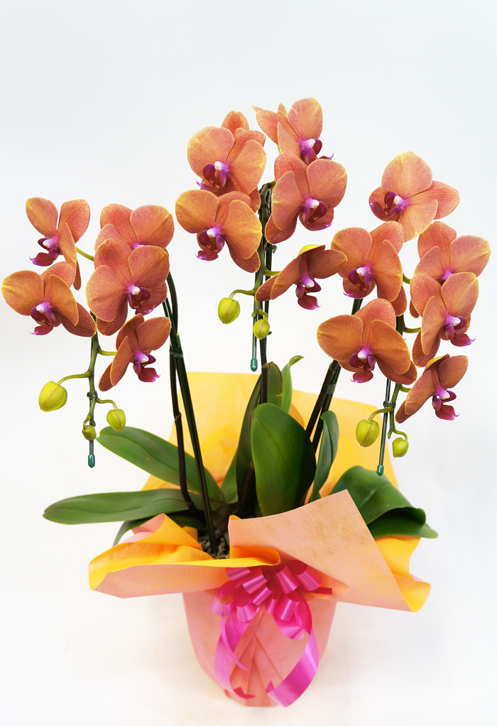 ミディ胡蝶蘭サーフソング3本立