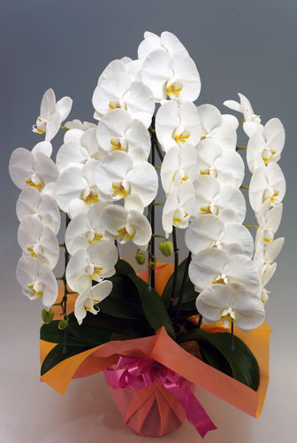 【当日お届け】胡蝶蘭大輪3本立ち　(平日のみ)