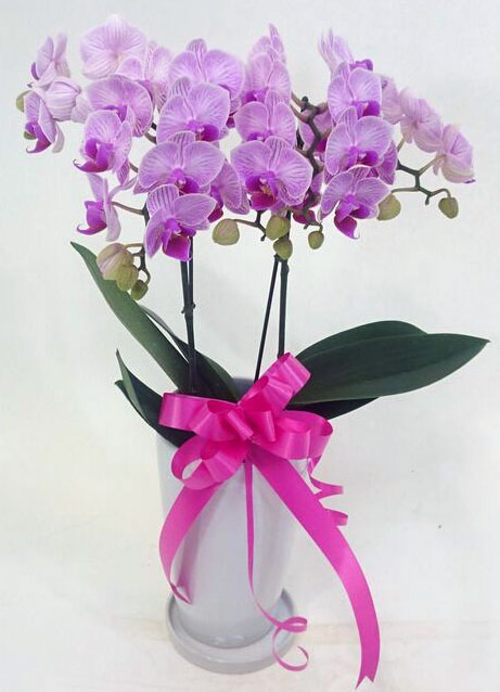 ミディ胡蝶蘭リトルビビアン2本立　陶器皿付