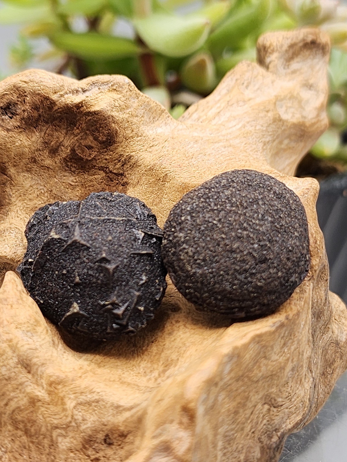 ボージャイストーン・SS（ペア） BJS348