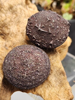 ボージャイストーン・M（ペア） BJS351