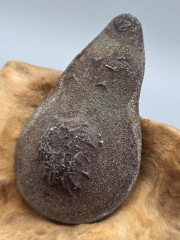 ボージャイストーン・フィギュアエイト （シングル） BJS374