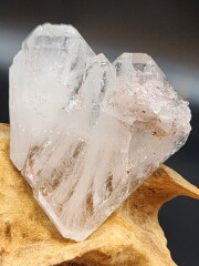 コロンビア・ピンクレムリアン（ファーデン） CLM004